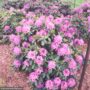 Rhododendron – Roseum Elegans – #2 Container